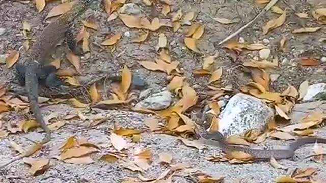 KOMODO TUSSLES WITH SNAKE