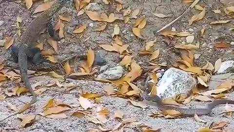 KOMODO TUSSLES WITH SNAKE