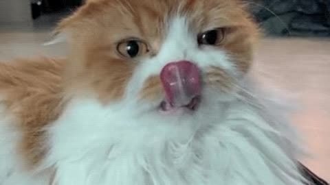 A cute cat that slow moves its tongue