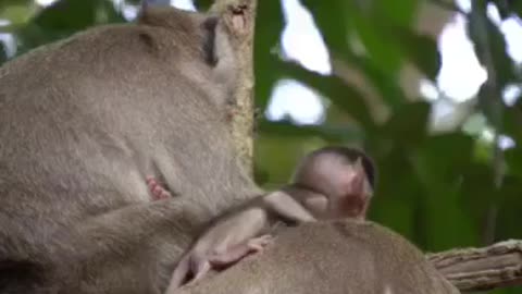 A family of monkeys on a tree branch