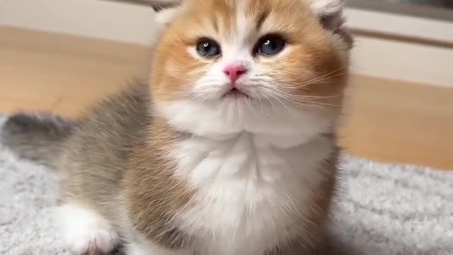 Ceut cat 🐈🐈🐈🐈 video #happy#funny#trending