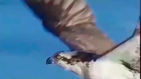falcon action