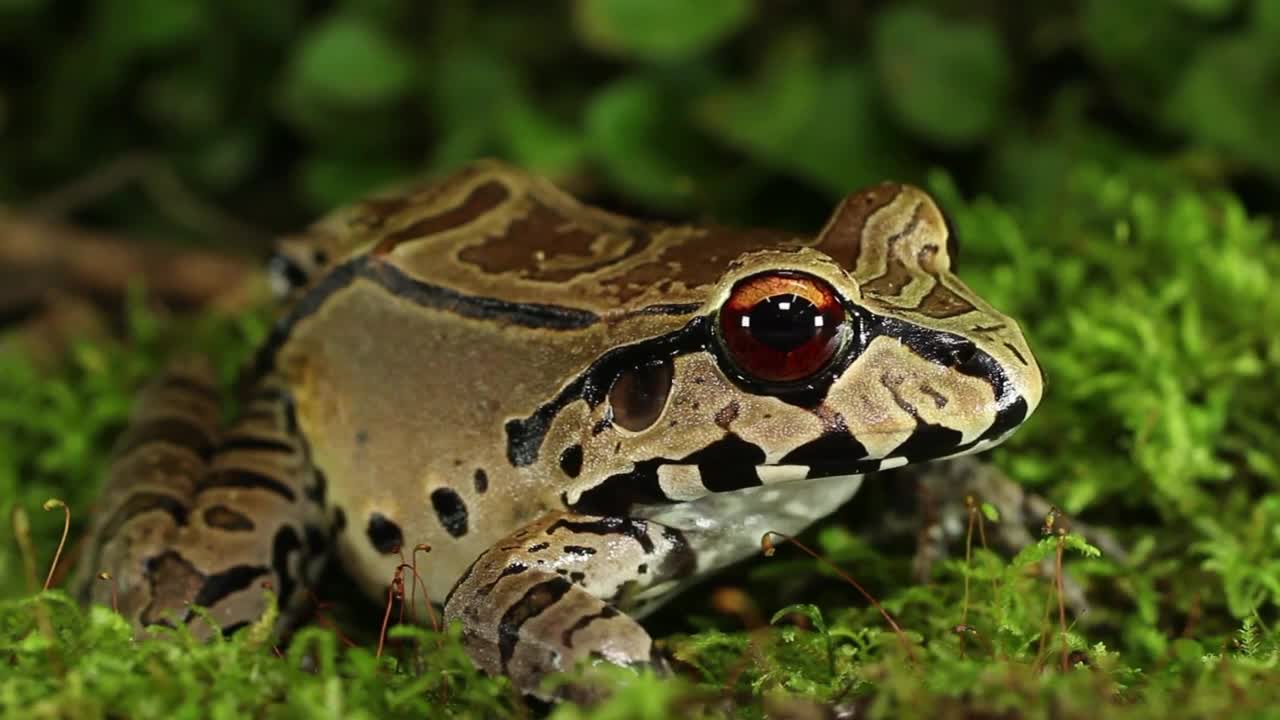 Top Science Discoveries From Last Year (2020)