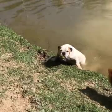 Decidido bulldog se mete al agua para atrapar una pelota