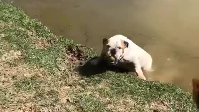 Decidido bulldog se mete al agua para atrapar una pelota