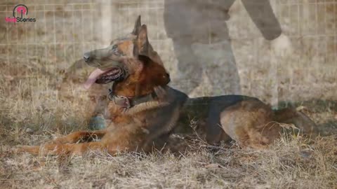 Ex-Police Dog Keeps Barking At Tree, Dad Finds A Lot More Than Wood Inside