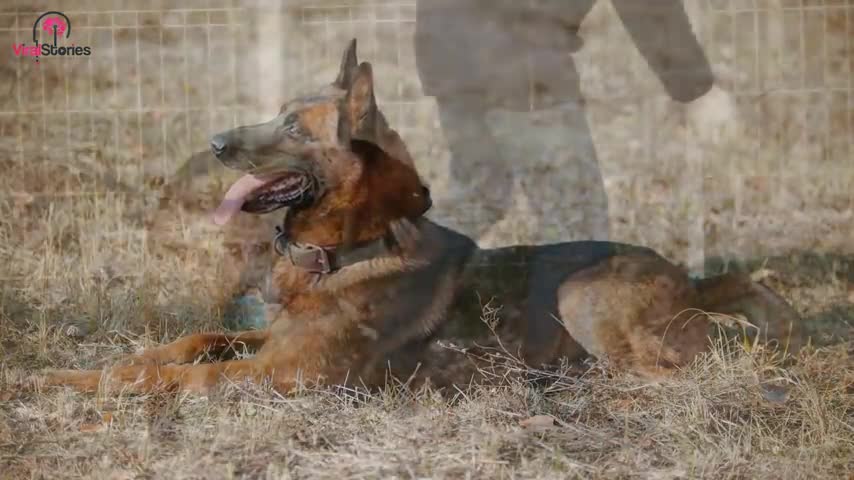 Ex-Police Dog Keeps Barking At Tree, Dad Finds A Lot More Than Wood Inside