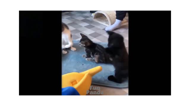 Best pets try not Laugh😂🤣😅 funny video