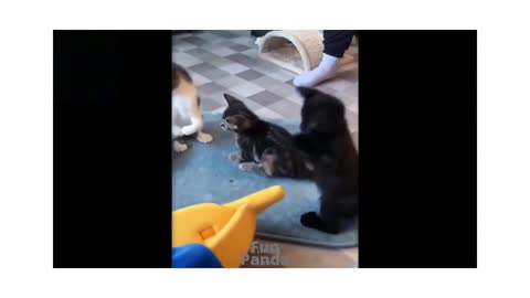 Best pets try not Laugh😂🤣😅 funny video