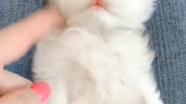 so cute cat #shorts