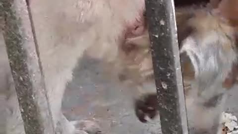 Help need for Injured Dog #cat #dog #catlover #doglover #animals #pets #instastrays