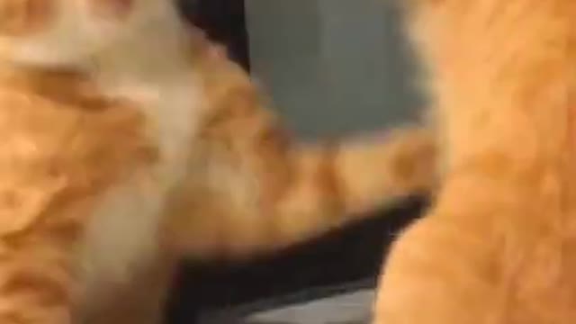 #funny Funniest Cat Fighting #gingercats