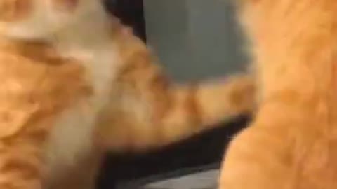 #funny Funniest Cat Fighting #gingercats