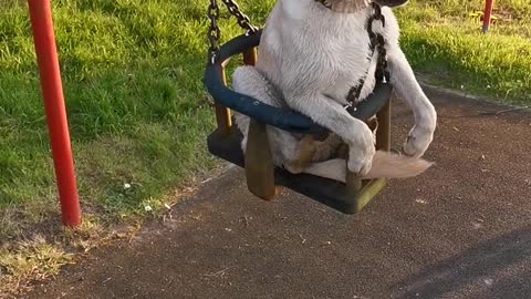 Dog Loves Getting Pushed On The Swings