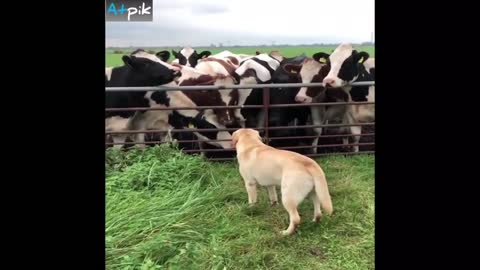 Dog Facing To Cows