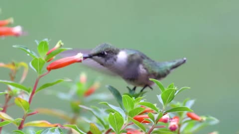 Baby Bird