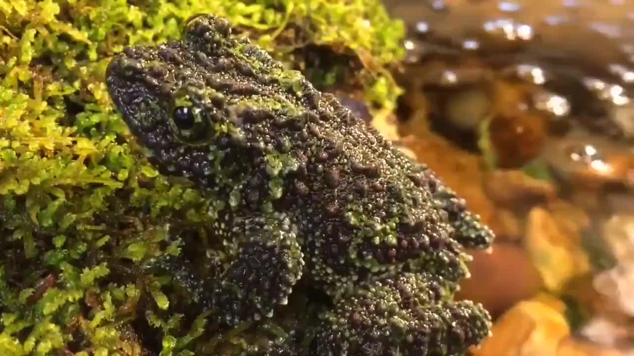 Perereca-Musgo