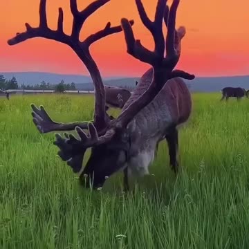 Horns are a sign of maturity and strength of the male