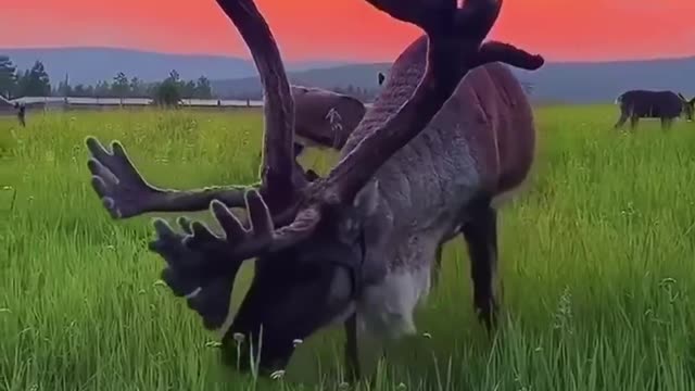 Horns are a sign of maturity and strength of the male