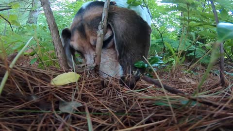 Bandit loves that smell