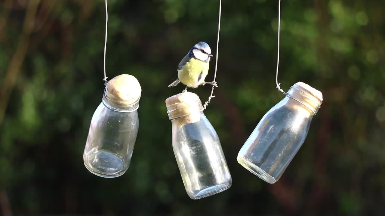 A very good idea to feed birds