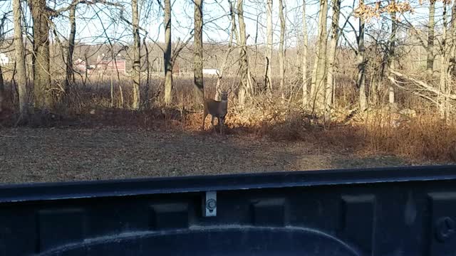 Yearling buck