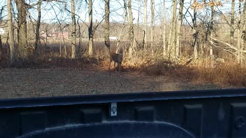 Yearling buck