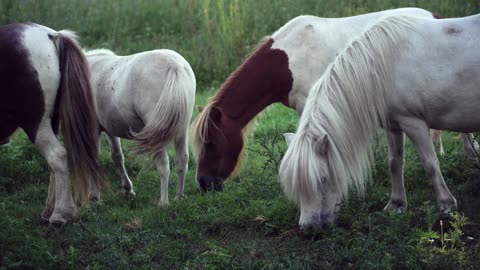 Horses Eating Pasture Grass