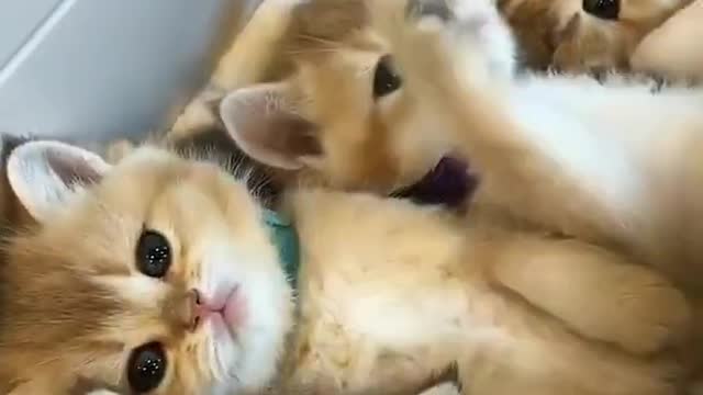 yt1s.com - Lovely and Funny Animals Cute Kittens and Funny Cat video Clip 2021 83