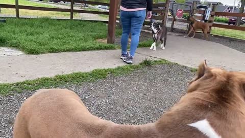 OMG !!German Shepherd Attacks Pitbull in a park