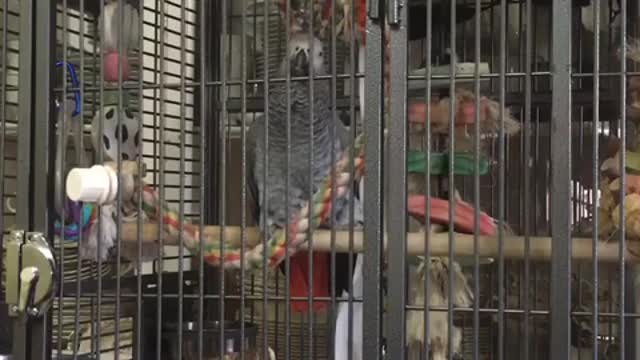 Loro parlante brinda una molesta risa maligna