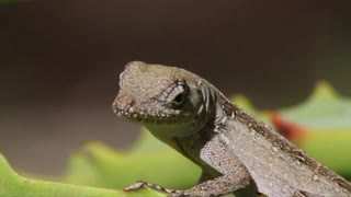 Brown Anole Displaying