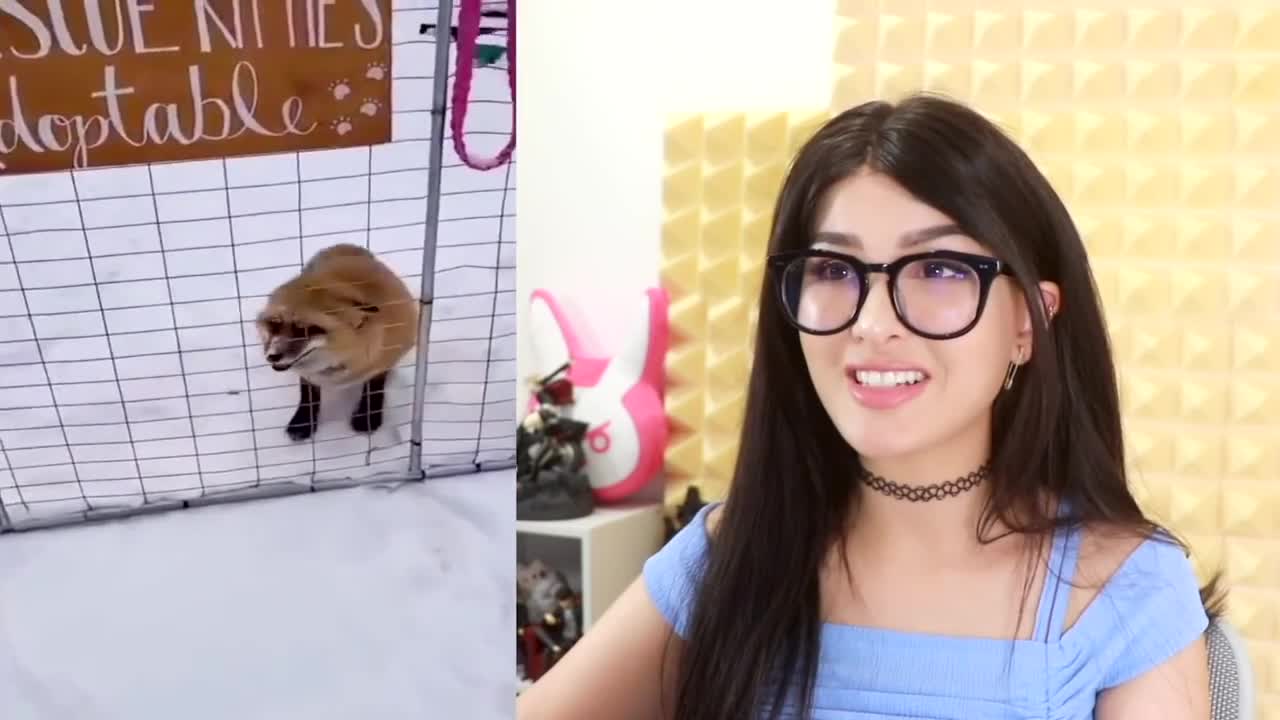 The CUTEST Animals On Tik Tok ,worth watching