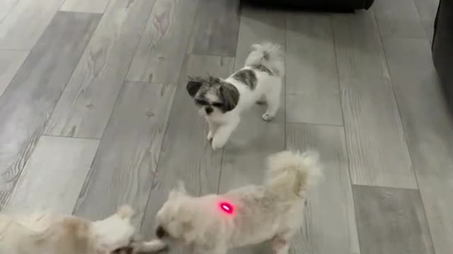 Dogs Indoor Laser Pointer Fun