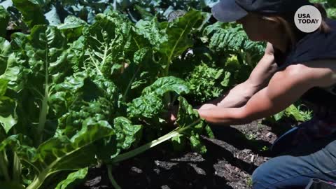 How this urban farm is feeding those in need fresh and free food | Humankind