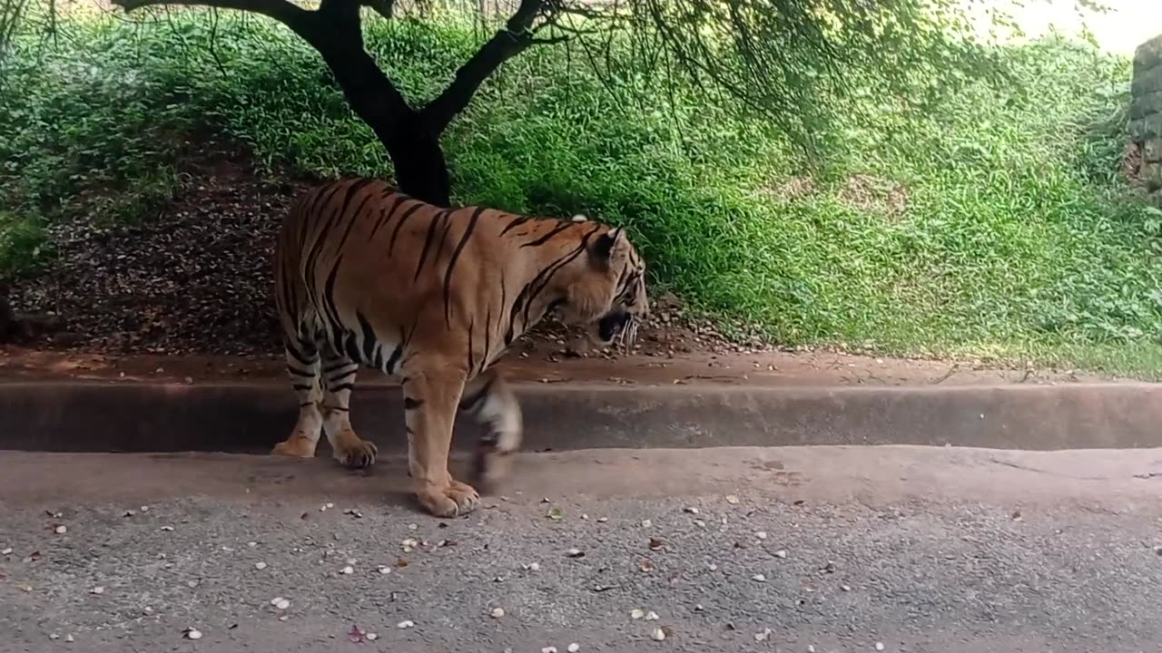 Big tiger