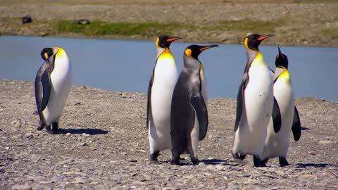 Why are penguin chicks born fluffy?