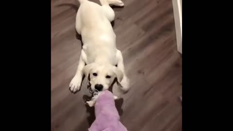 Cut puppies funny