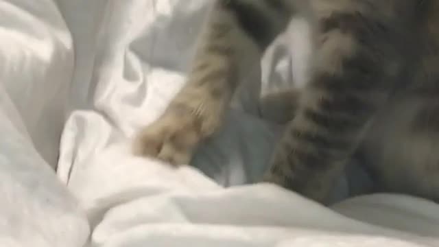 Grey cat playing in white sheets in bedroom