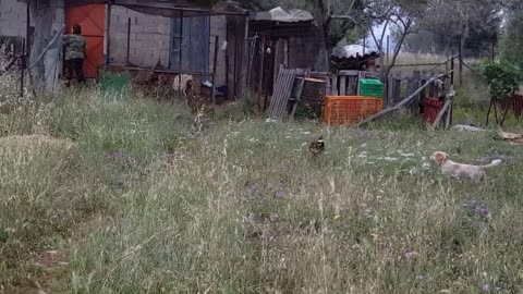 puppy vs rooster