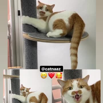 The brown mustache cat gets upset and angry