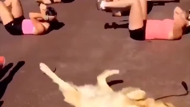 My morning work out routine as a dog