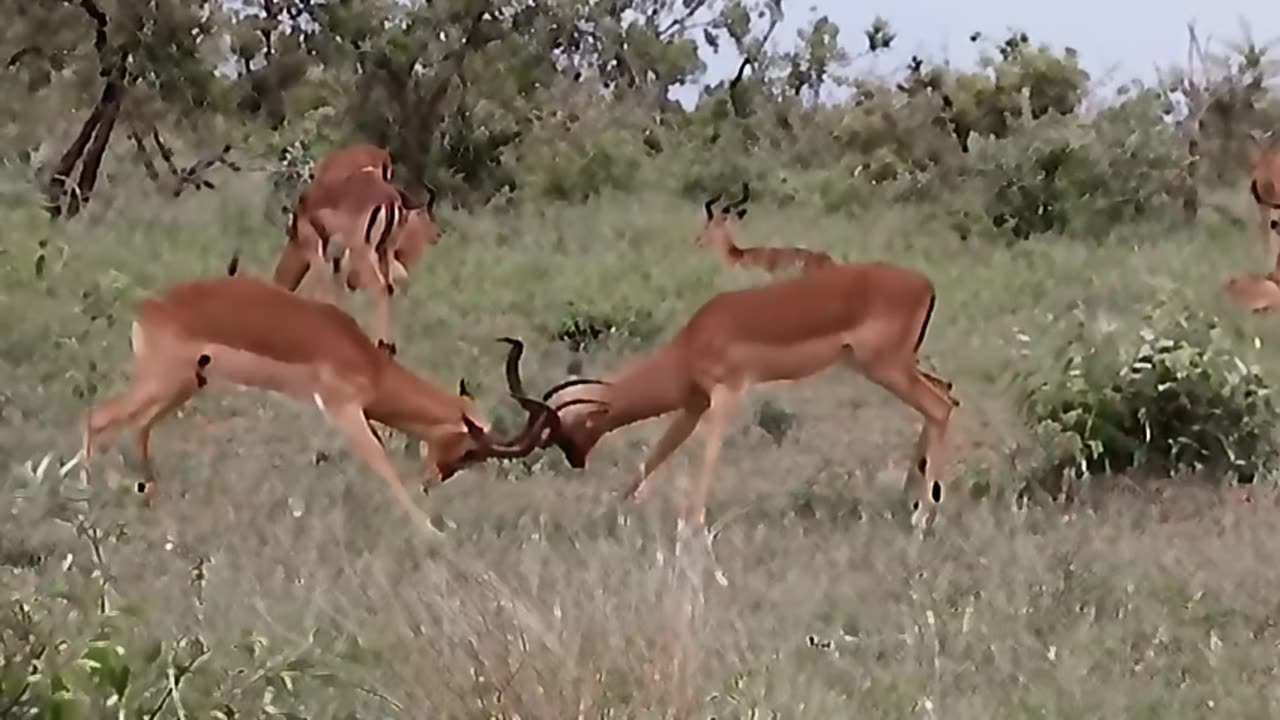 animal fight