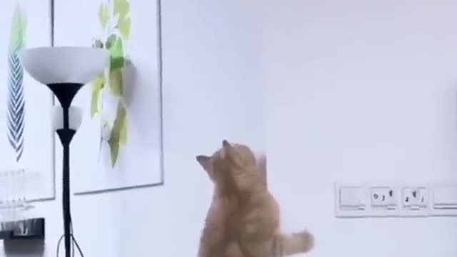 Funny Cats