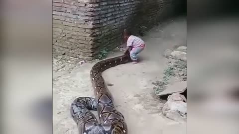 Huge snake and baby