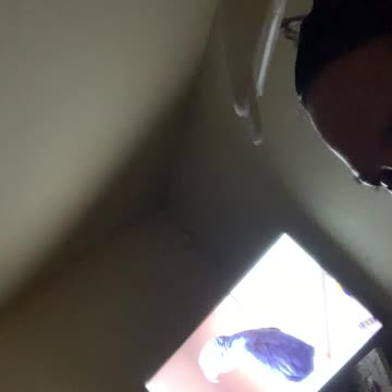 Bean watching Einstein the African grey