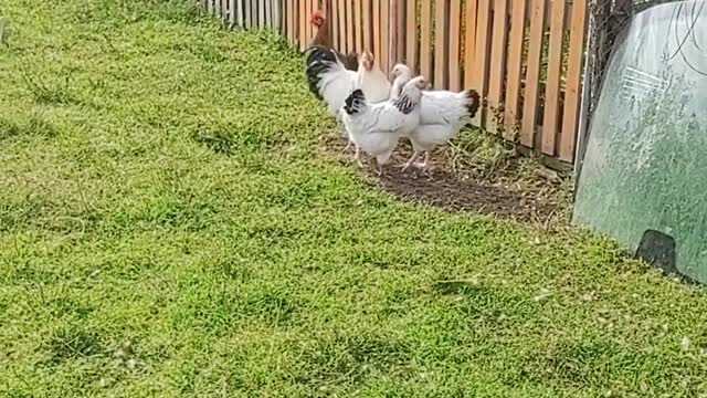 video-of-chickens-running-in-the-backyard