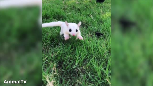 SUGAR GLIDERS Flying - Funny & Cute Compilation