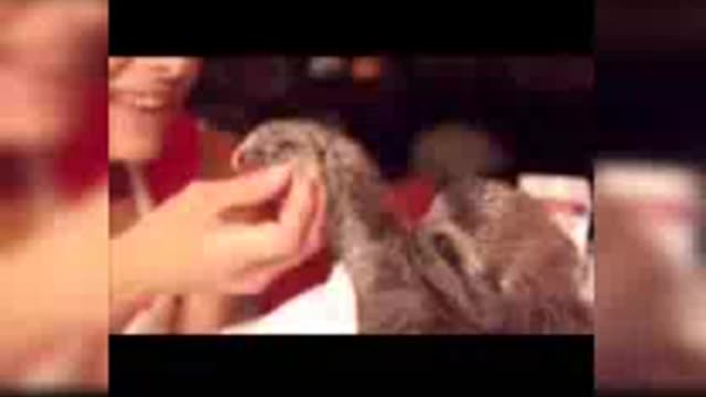 Baby sloth being... Funniest compilation