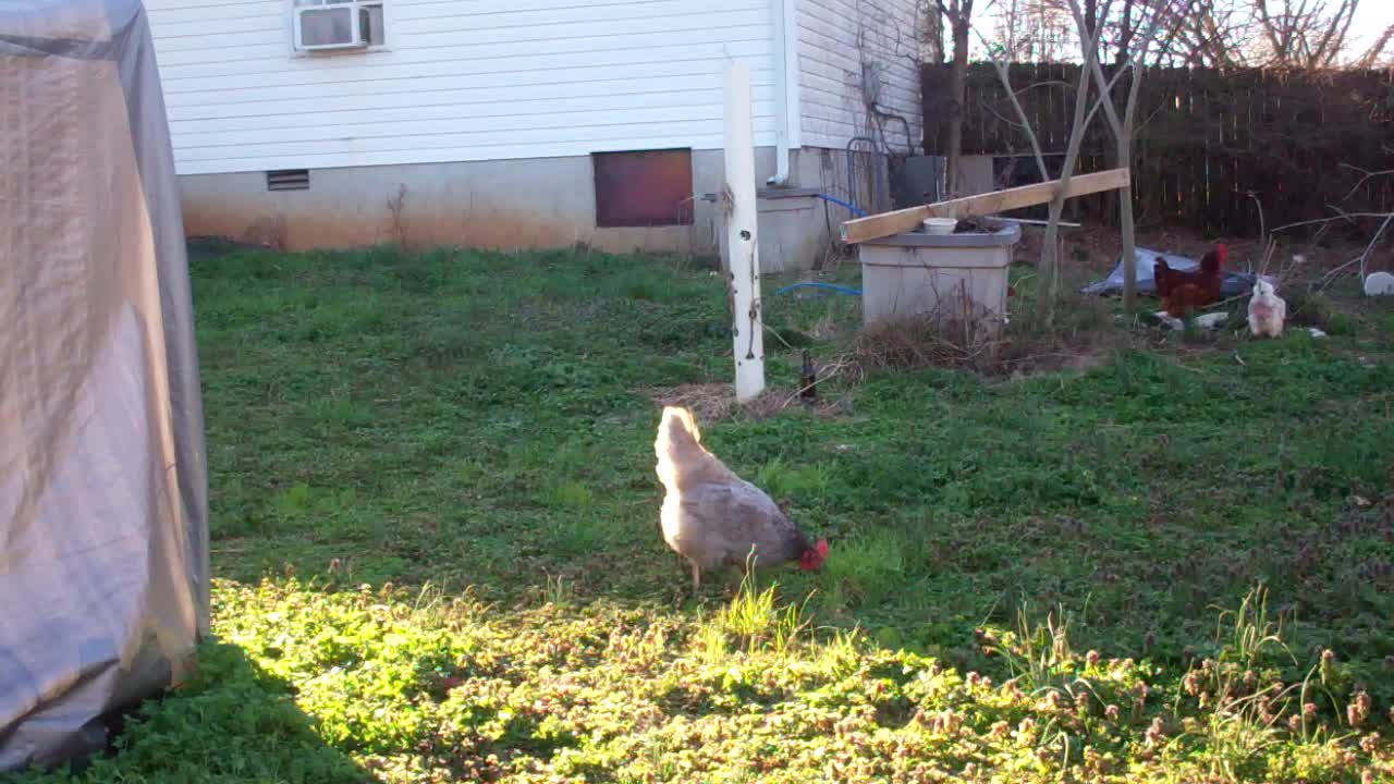 five minutes of quite redneck chicken time